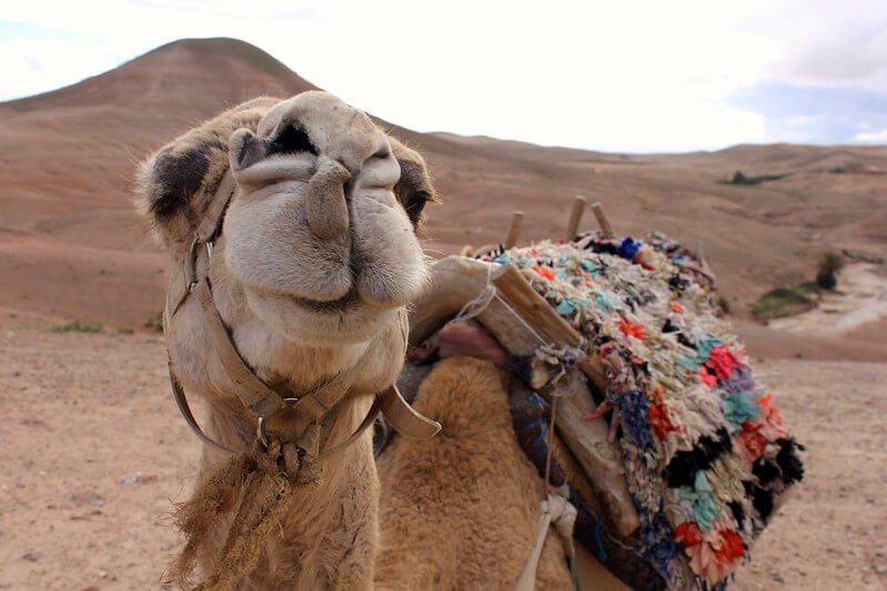 Dinner and Camel Ride in Agafay Desert